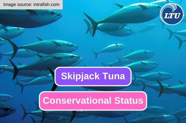 Supporting Skipjack Tuna Conservation